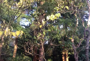 Autumnal trees at Whinfell Quarry Gardens