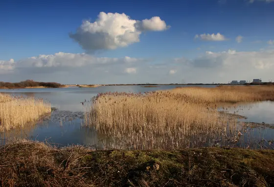 Marshland with blue sky above