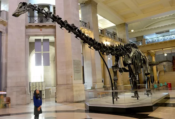 Schoolgirl looking at Dippy dinosaur