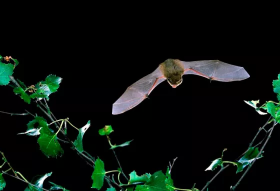 Bat flying in darkness amongst folliage