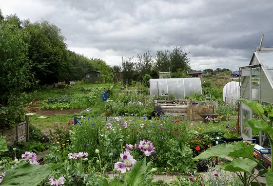 An allotment with plants and greenhouse