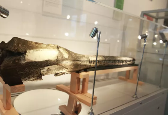 A crocodile skull in a display cabinet