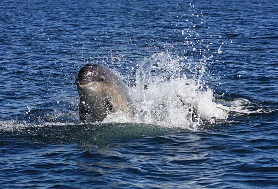 Bottlenose Dolphin