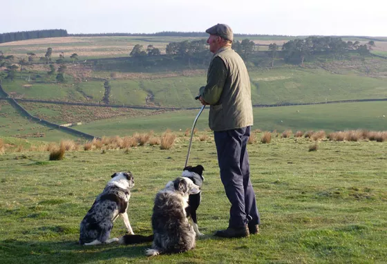 Farmer and two dogs