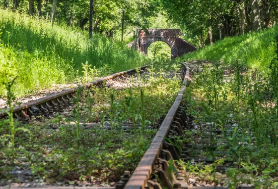 Overgrown railway