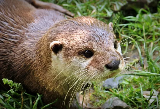 Otter