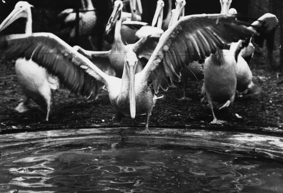 Black and white image of pelicans