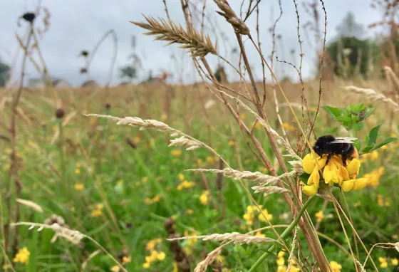 Red tailed Bumblebee - Princes Park meadow, Falkirk (c)Claire Pumfrey