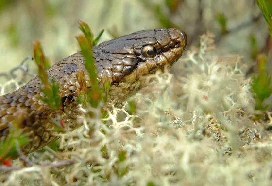 The Smooth Snake is an endangered species in England