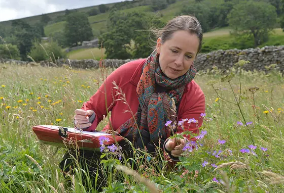 Dr Ruth Starr-Keddle carrying out a meadow survey in Upper Swaledale