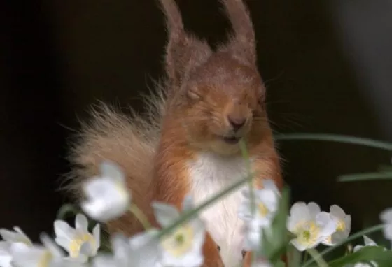 Red squirrel in flowers 