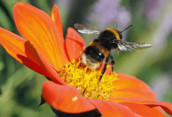 A close up of a bumblebee on an orange gerbera flower head