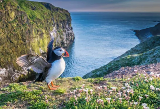 A puffin by the coastline