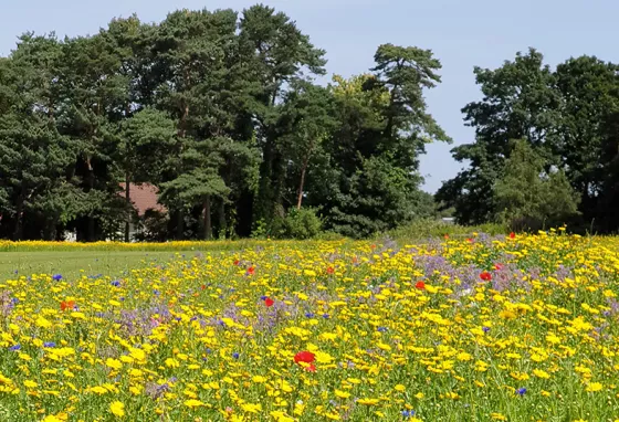 Wildflower meadow in Queen’s Park