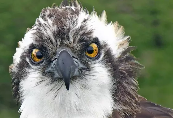 Monty the Osprey