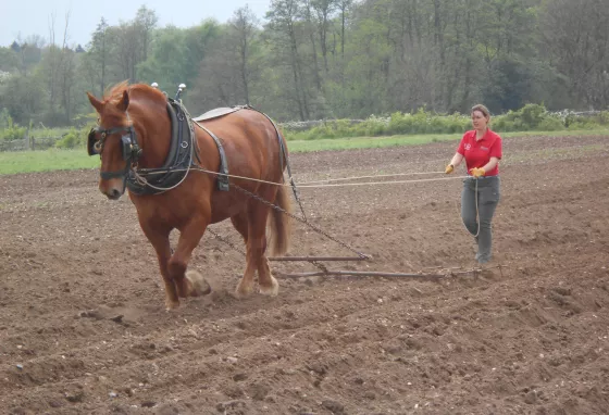 A woman ploughs with a Suffolk Punch horse