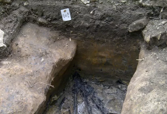 Carbonised remains of Ice Age Tree 8,000-10,000 BC discovered by volunteers at the Finding Fryston dig