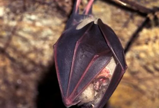 The Greater Horseshoe Bat