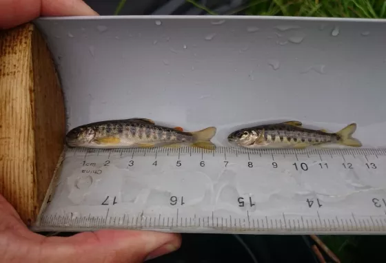 Colne Water Salmon Fry