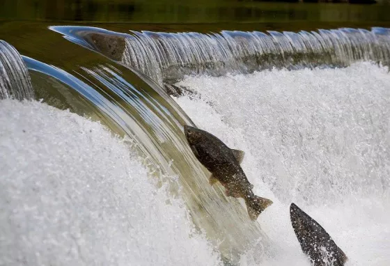 Bringing salmon back to Sheffield  The National Lottery Heritage Fund