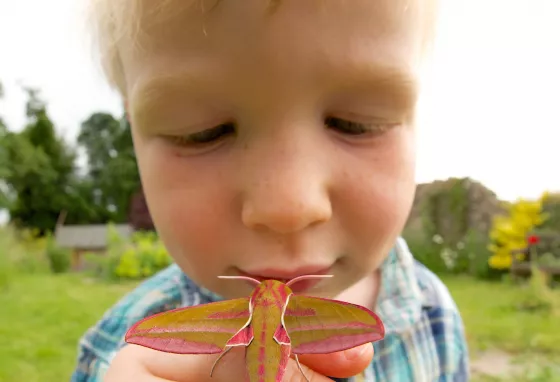 Little boy with an Elephant Moth