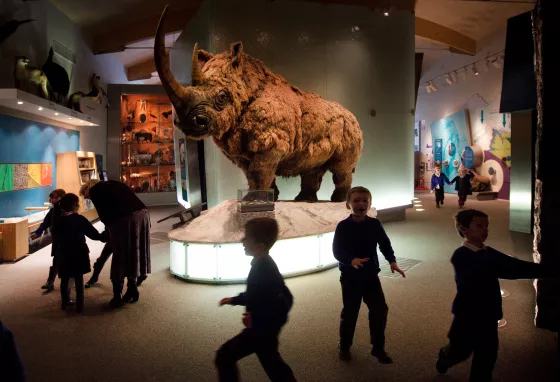 Woolly mammoth exhibit at Weston Park Museum, Sheffield