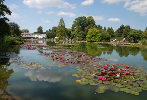 Lily pond at Burnby Hall Gardens