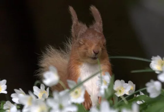 A red squirrel