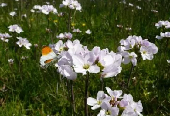 Orange tip butterfly on Ladys smock