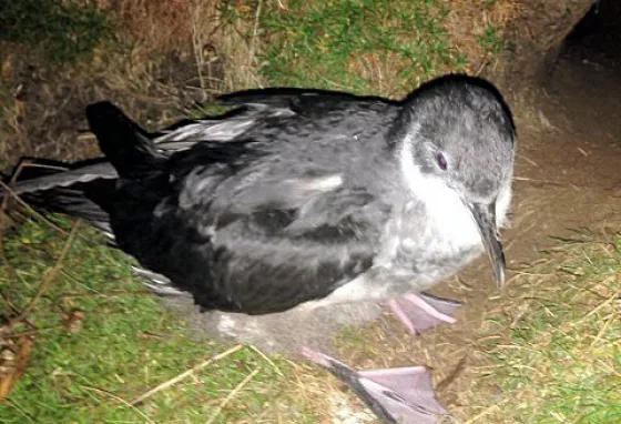 Manx shearwater chick venturing from its burrow on St Agnes and Gugh