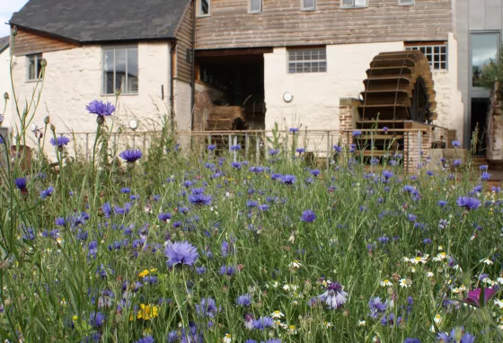 Exterior of Cricklepit Mill