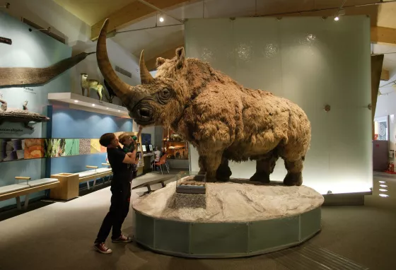 Woolly rhinoceros on display at Weston Park Museum