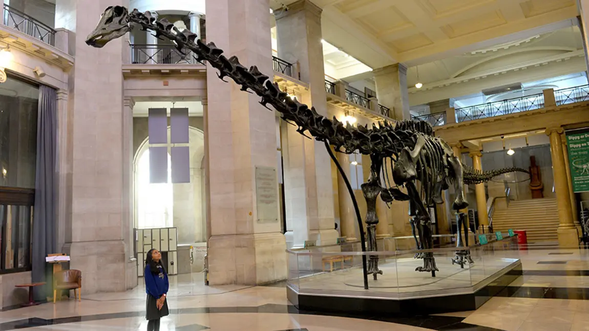 Schoolgirl looking at Dippy dinosaur