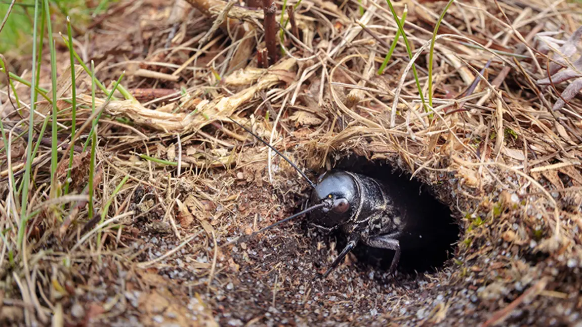 Director previews 'Back from the Brink: Saved from Extinction