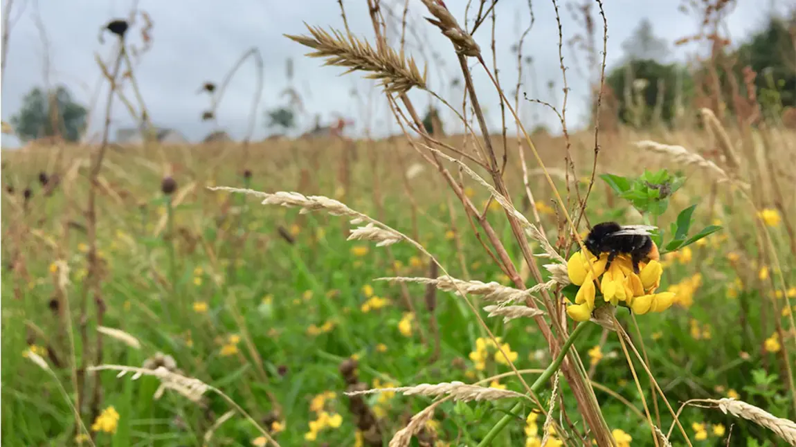 Red tailed Bumblebee - Princes Park meadow, Falkirk (c)Claire Pumfrey