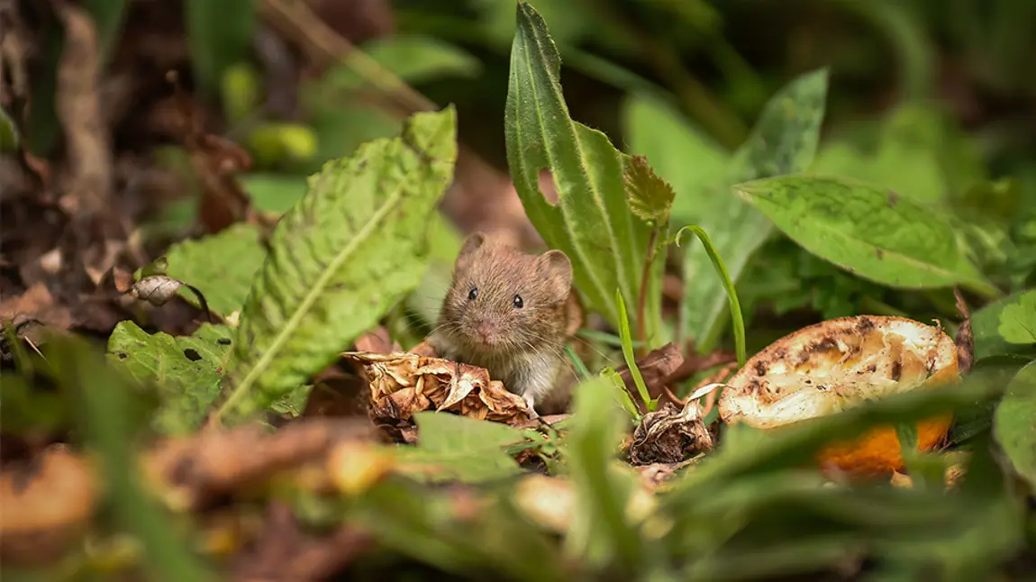 Wild dormouse