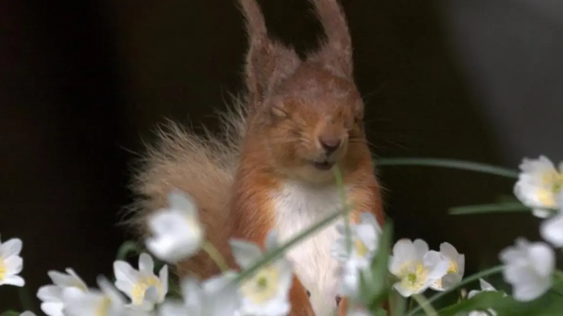 Red squirrel in flowers