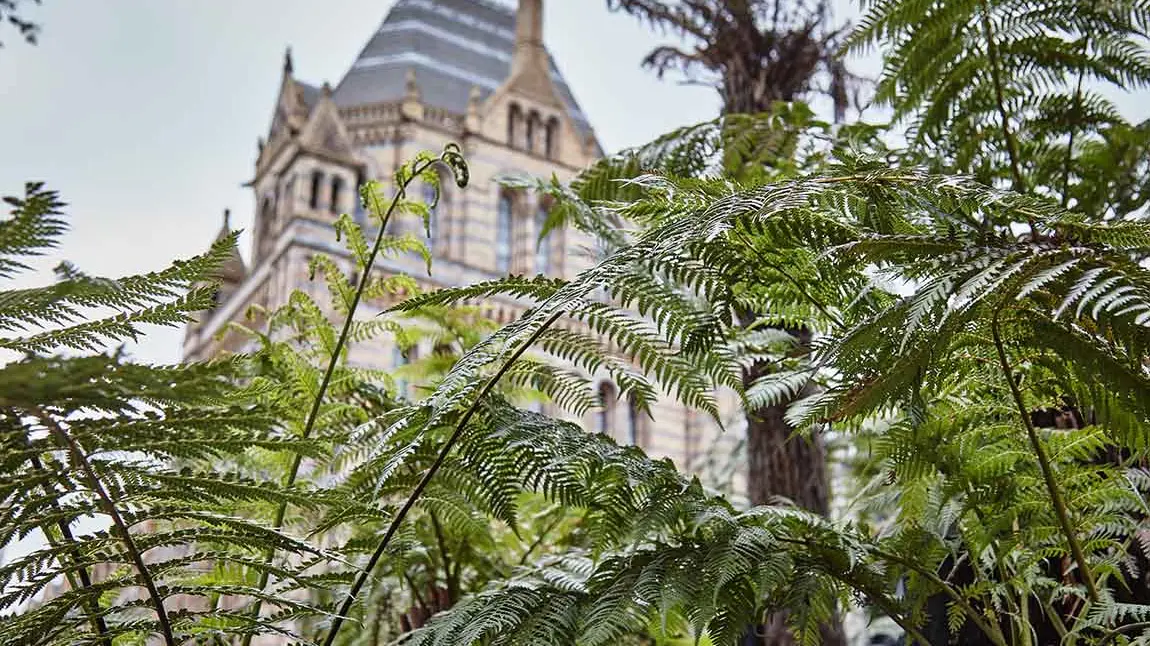 Leafy ferns in front of the brick exterior of the Natural History Museum.