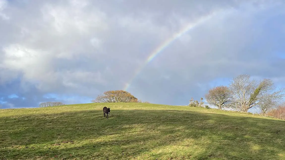 A donkey standing on a hill with a rainbow above it