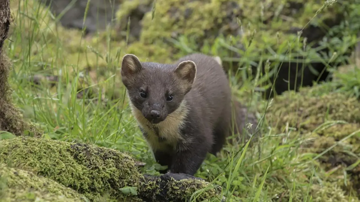 A pine marten - a small brown furry mammal with prominent round ears, a long body and bushy tail - on a forest floor