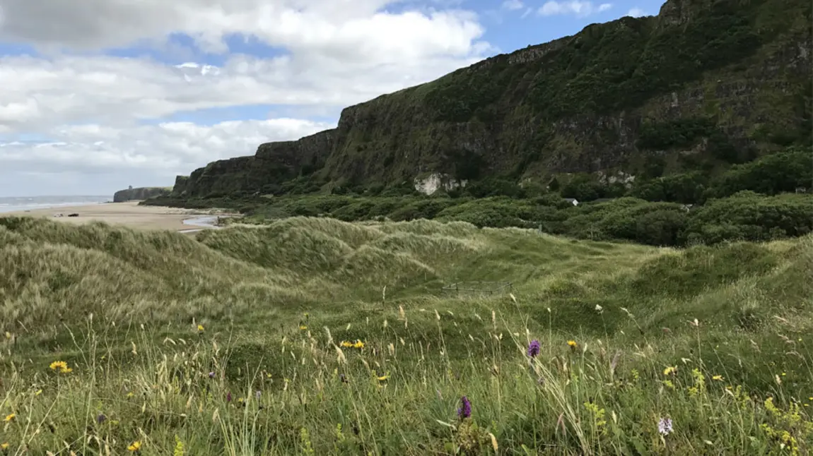 Wildflowers by the sand dunes on the north coast of Northern Ireland