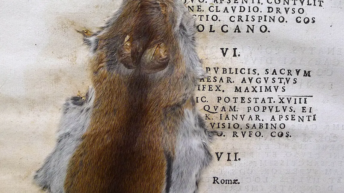 A squashed mouse at Salisbury Cathedral