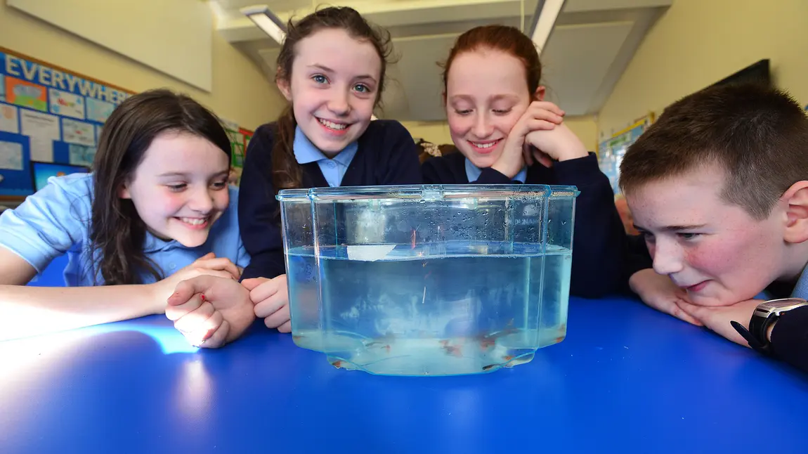 Schoolchildren look at young fish