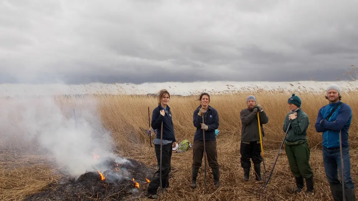 Volunteers in the reed bed at Blacktoft Sands