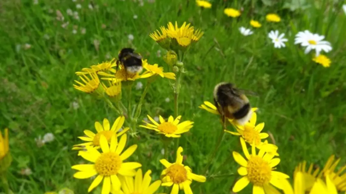 Bees buzzing around wild flowers