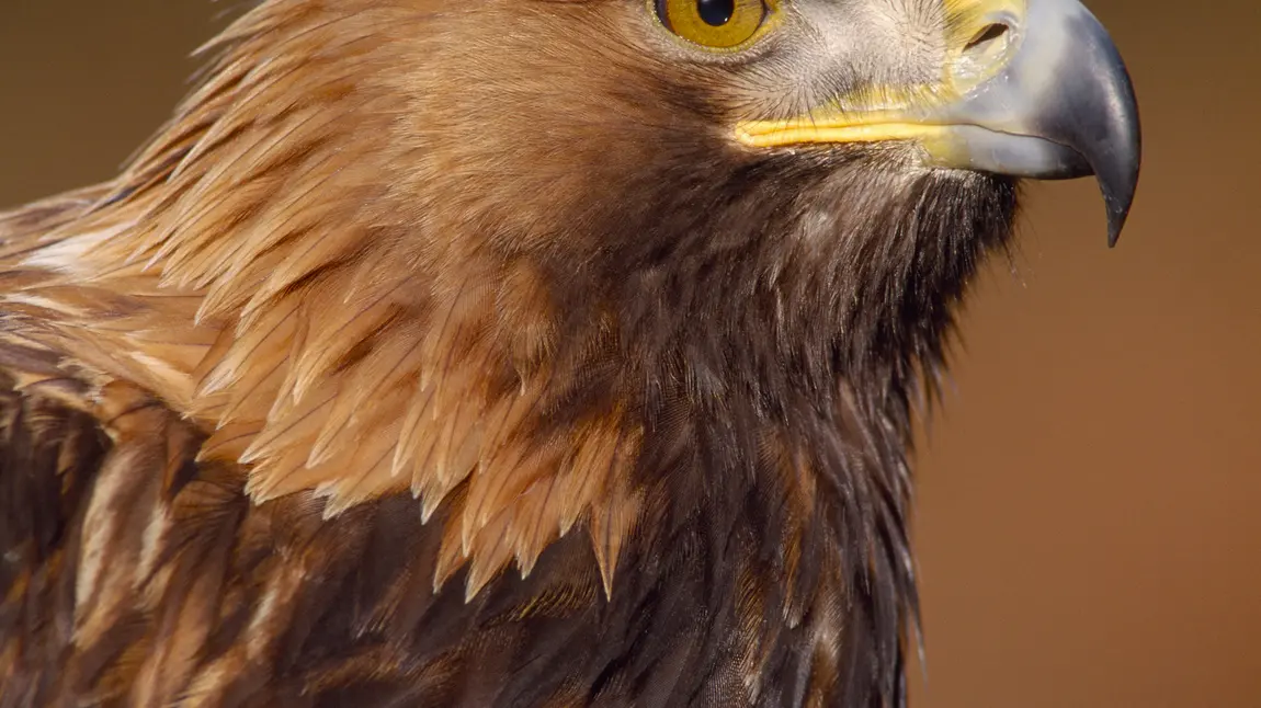 A Golden Eagle