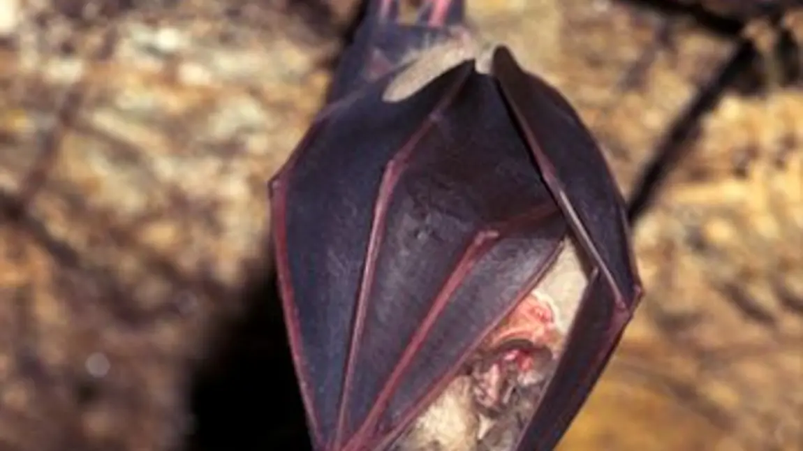 The Greater Horseshoe Bat