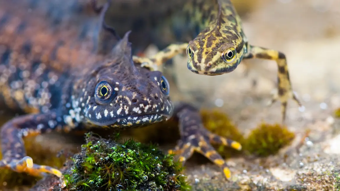 Amphibians of the River Nene