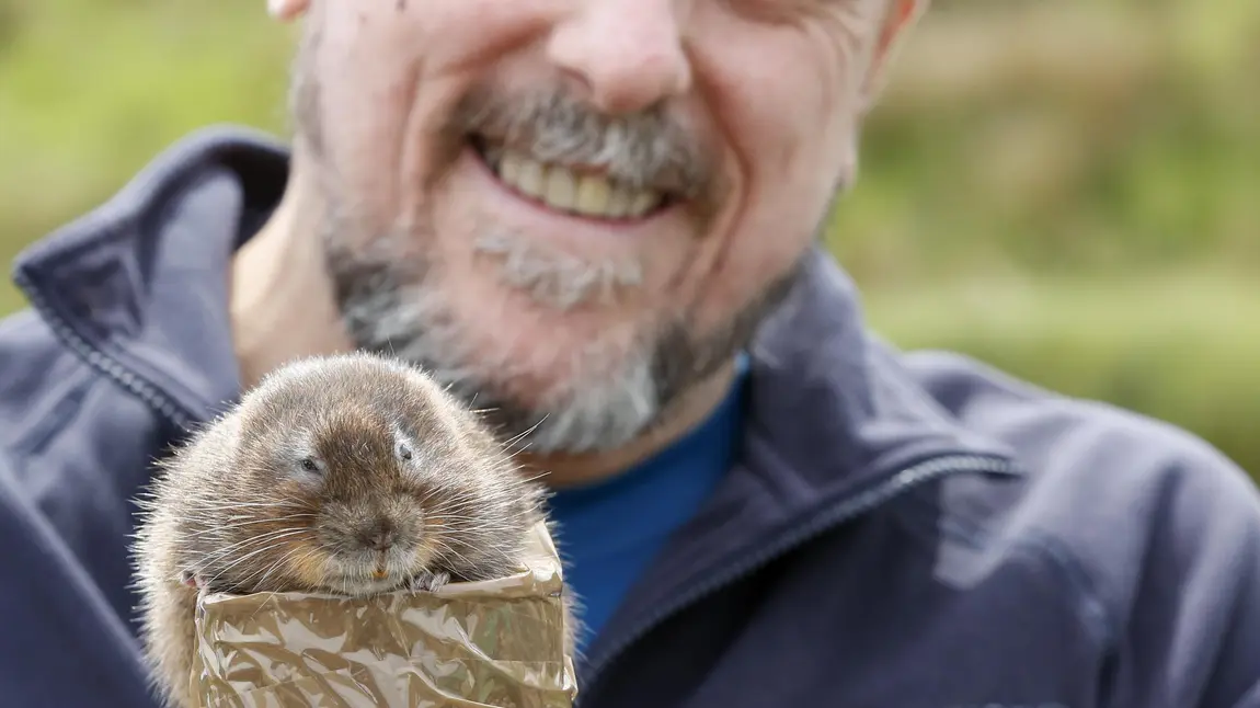 Water vole emerges from repurposed Pringles can ready for release