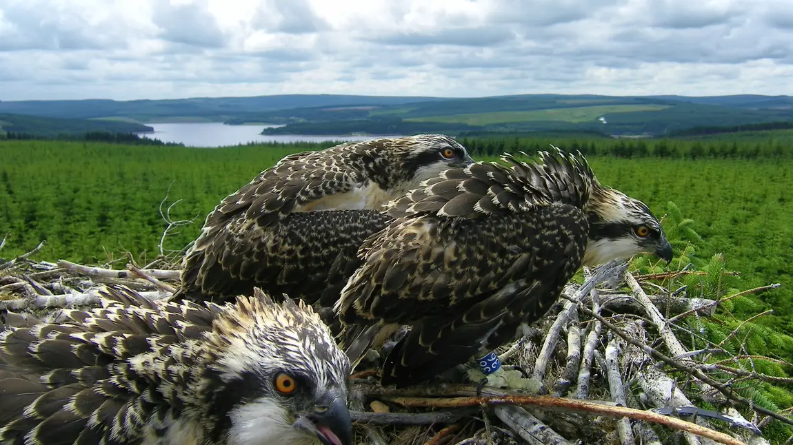 Ospreys at Kielder